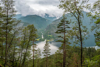 Scenic view of a lush Norwegian valley and fjord framed by trees, taken during a hike up to Langfoss Waterfall on a cloudy summer day in western Norway.