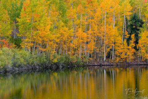 Fine art photograph of golden aspens reflecting in a still pond along Last Dollar Road near Telluride, Colorado, captured on a calm autumn morning.