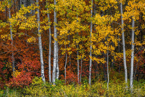 Fine art landscape photograph of golden aspens and red-orange foliage in Wenatchee National Forest, Washington, capturing the vivid colors of autumn.