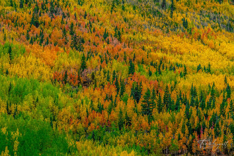 Fine art landscape photograph of colorful aspen and evergreen trees along the Million Dollar Highway near Ouray and Silverton, Colorado.