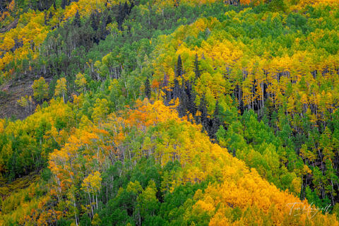 Fine art landscape photograph of golden and green aspens along the Million Dollar Highway near Ouray and Silverton, Colorado, showcasing the convergence of fall