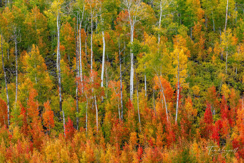 Fine art landscape photograph of red and golden aspen trees along Last Dollar Road near Ridgway, Colorado, captured in early morning light during fall.