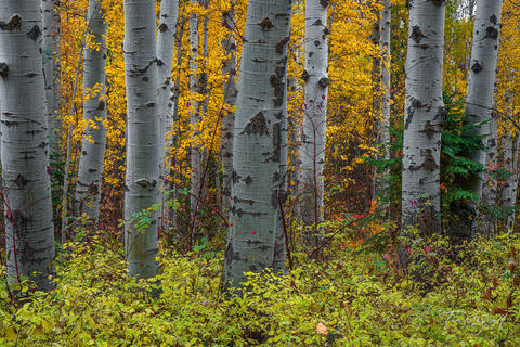 Fine art landscape photograph of an aspen grove in Wenatchee National Forest, Washington, with golden leaves, gray trunks, and soft overcast autumn light.