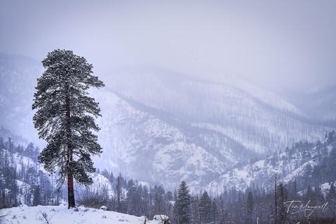 Fine art winter landscape photograph of a lone pine in Rocky Mountain National Park, Colorado, surrounded by snow, mist, and distant mountain ridges.