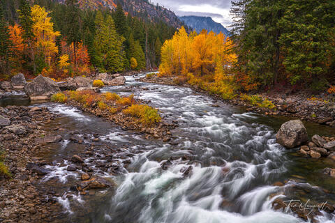 Fine art landscape photograph of the Wenatchee River in Tumwater Canyon, Washington, surrounded by golden fall trees, green evergreens, and misty mountain light
