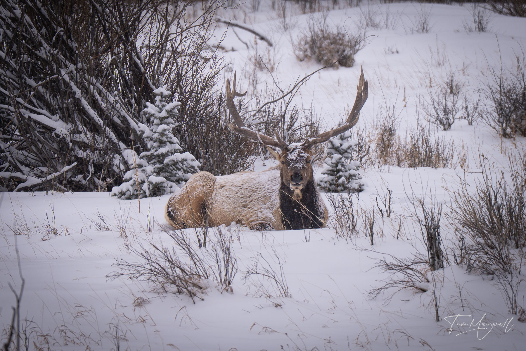 An elk lazily stares at us at the entrance to Rocky Mountain National Park, Colorado