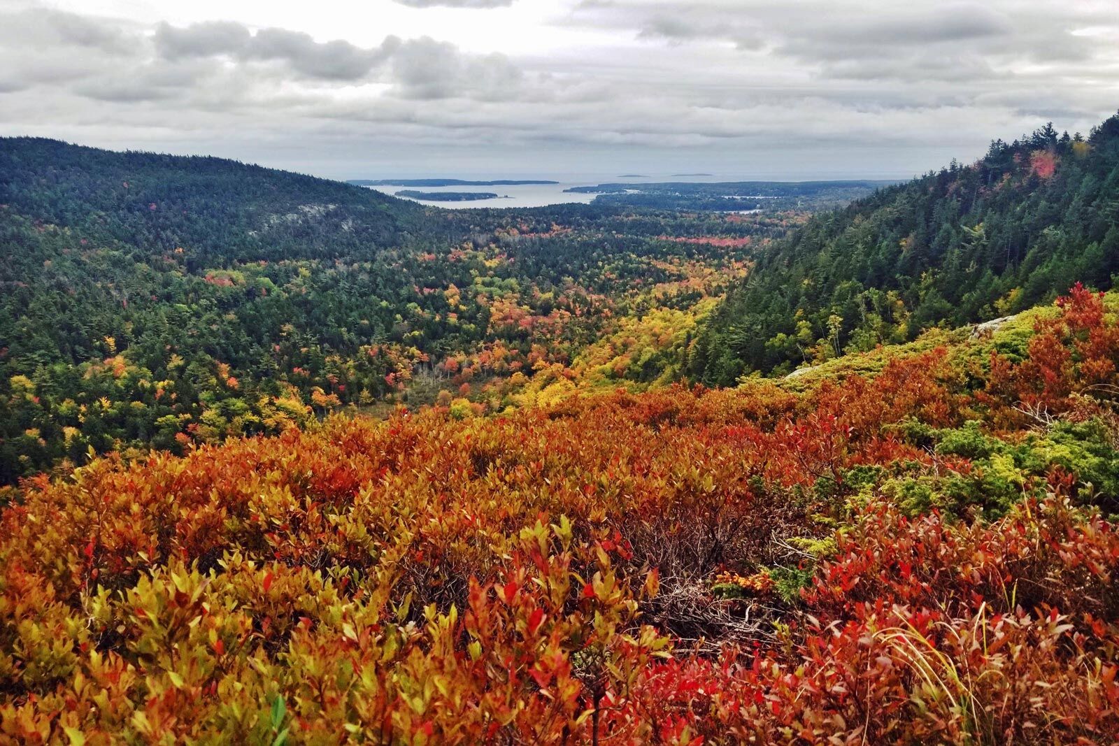 Panoramic view of fall foliage in Acadia National Park with colorful trees and distant coastal waters