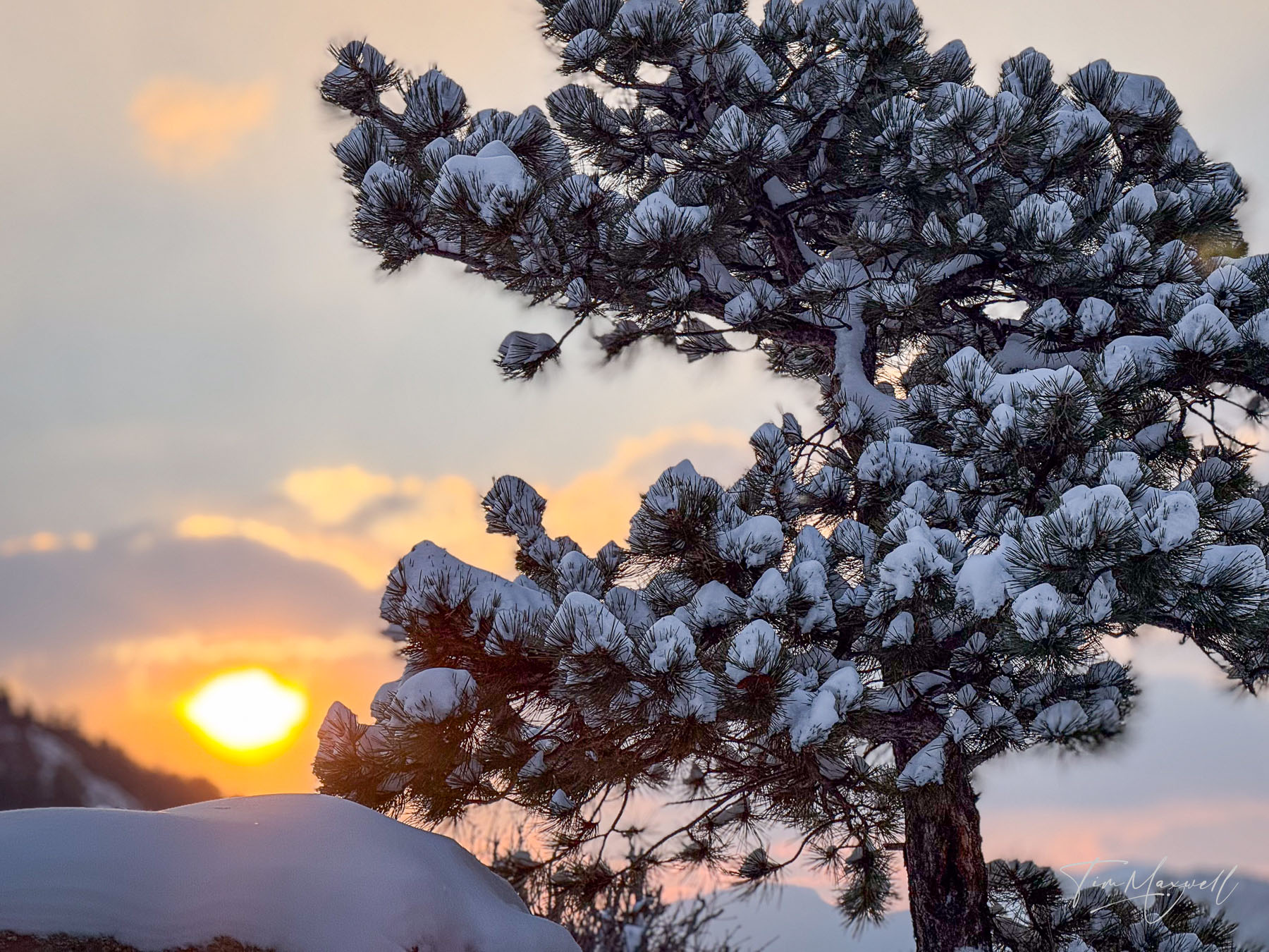 A pine tree is framed by sunrise in Rocky Mountain National Park, Colorado