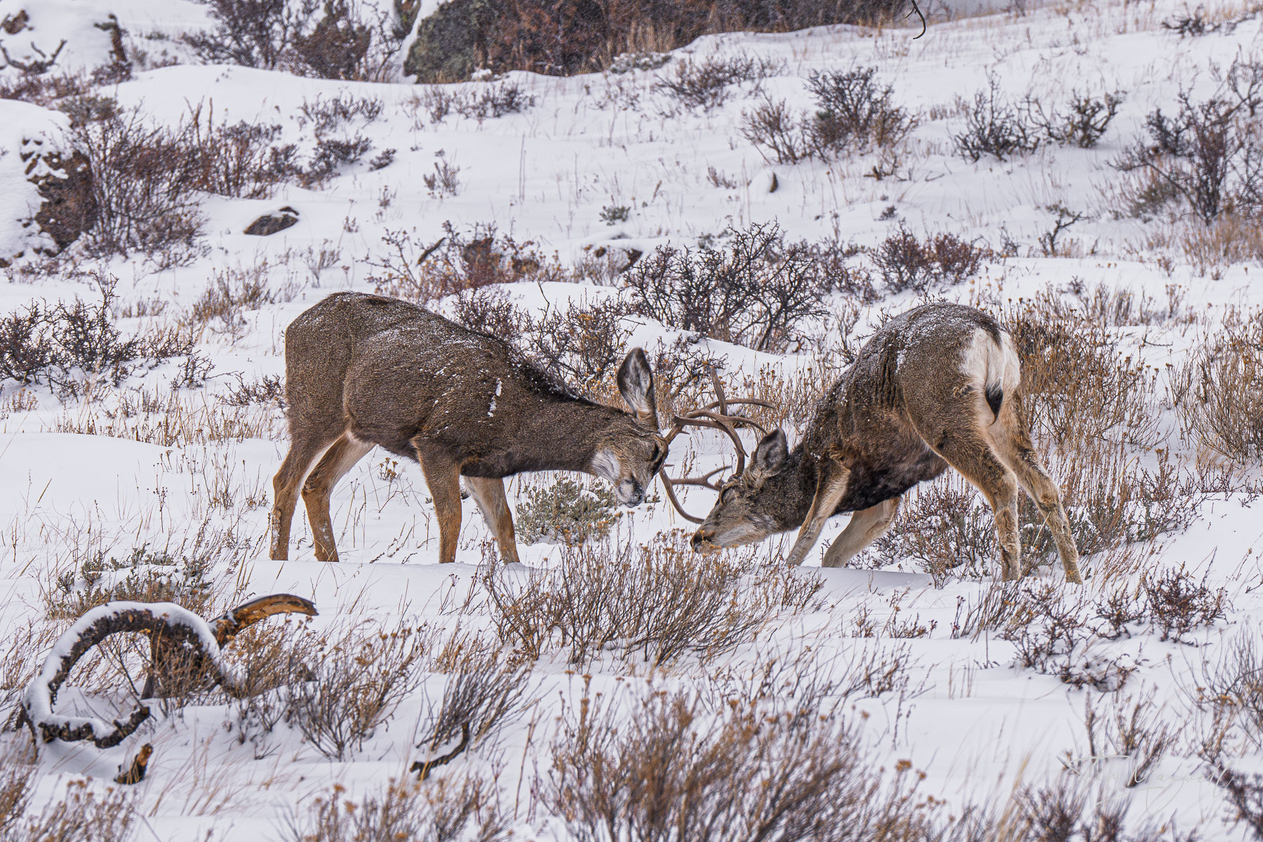 Two dear attempt to settle their differences in Rocky Mountain National Park, Colorado