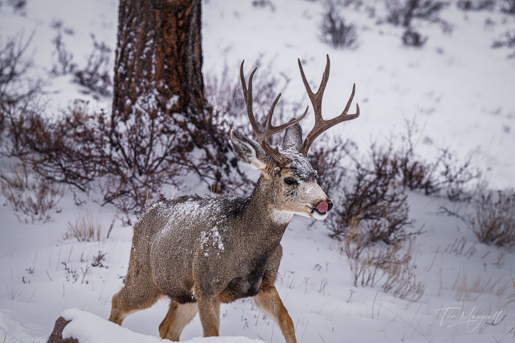 A deer licks his chops in Rocky Mountain National Park, Colorado